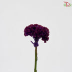 Celosia Round
