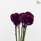 Celosia Round