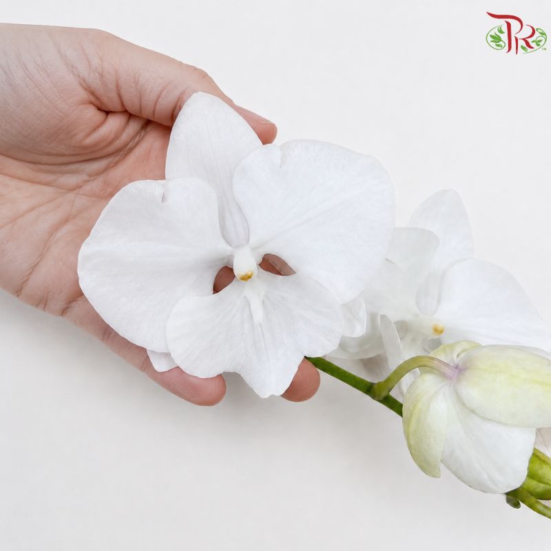 Phalaenopsis Cut Mini《迷你蝴蝶兰》