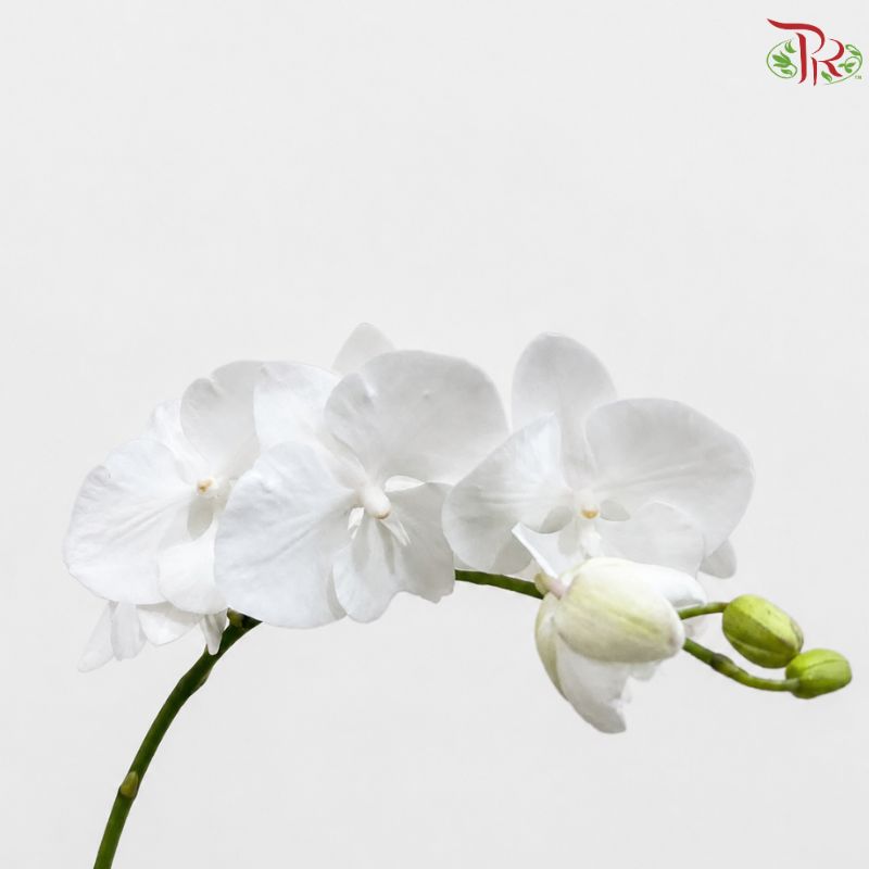 Phalaenopsis Cut Mini《迷你蝴蝶兰》