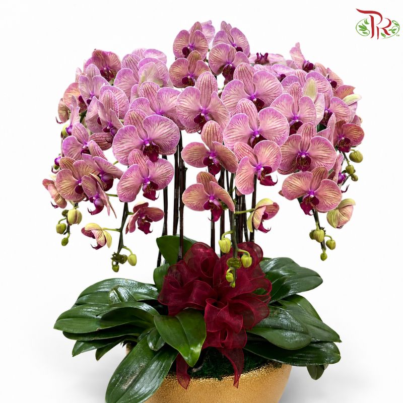 Blushing Royale-Orchid Arrangement
