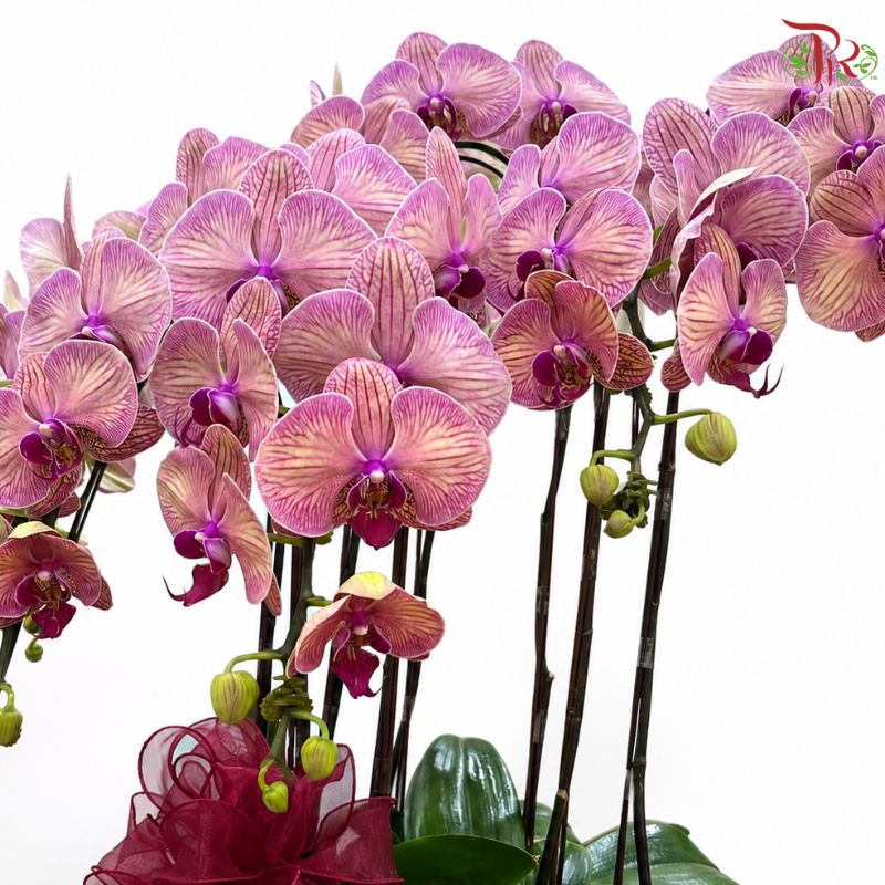 Blushing Royale-Orchid Arrangement