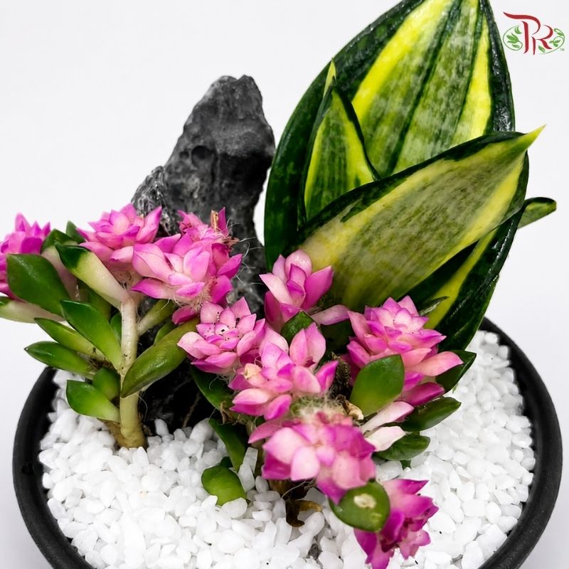 Sansevieria Golden Hanii and Echeveria Arrangement