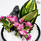 Sansevieria Golden Hanii and Echeveria Arrangement