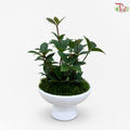 Peperomia Tetragona Arrangement
