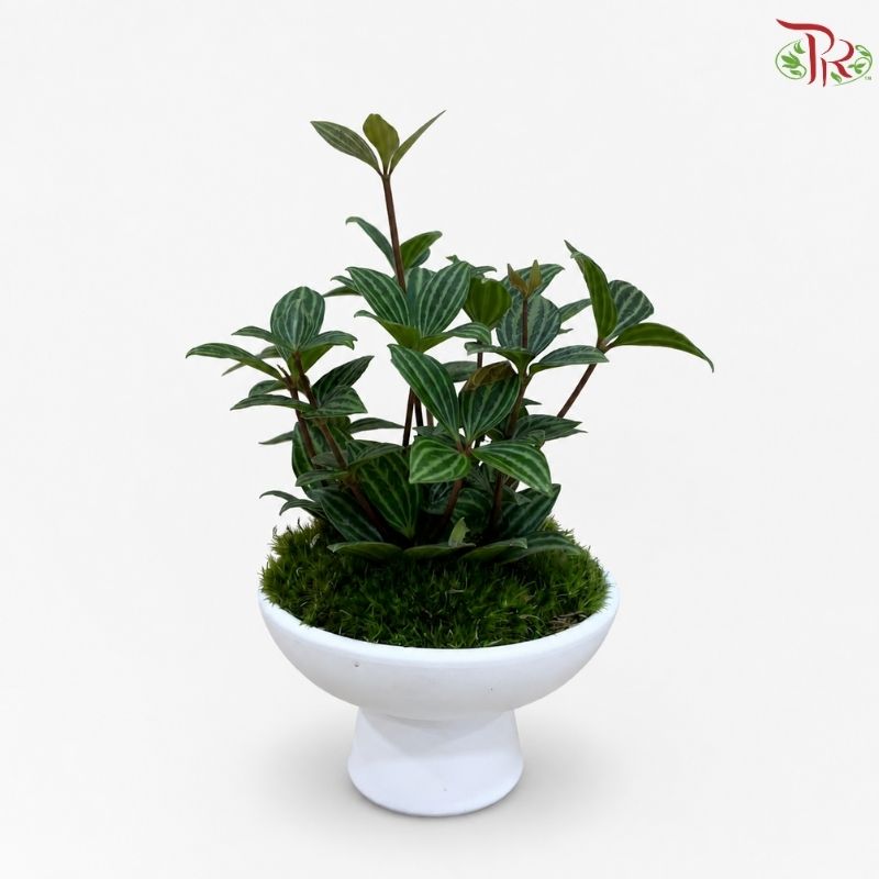 Peperomia Tetragona Arrangement