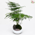 Asparagus Fern Plant Arrangement