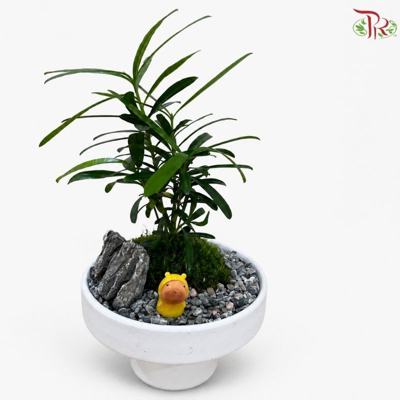 Podocarpus Seedling Arrangement