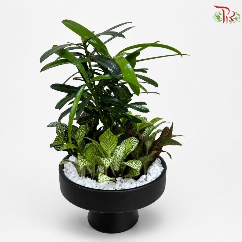 Podocarpus Seedling and Fittonia Arrangement