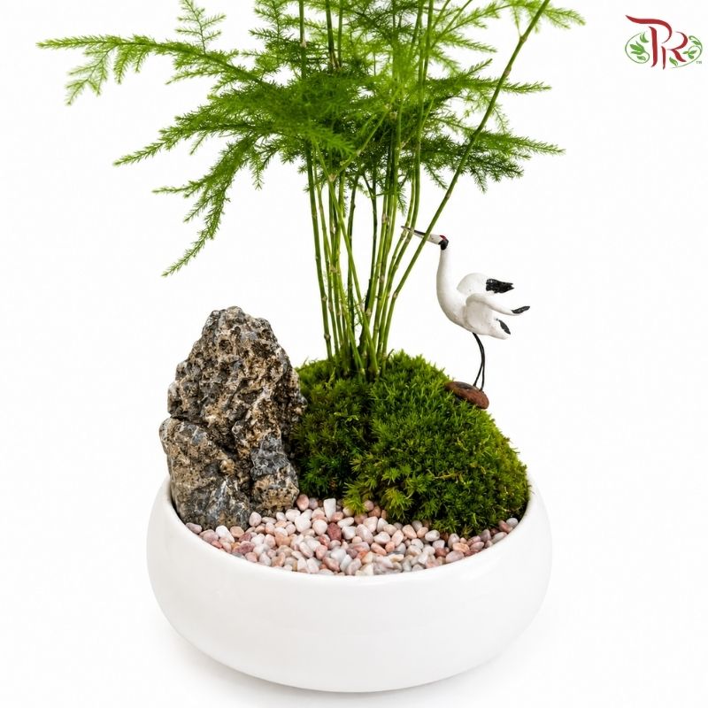 Asparagus Fern Plant Arrangement