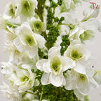 Hibiscus Quercifolia Hydrangea 《栎叶绣球》