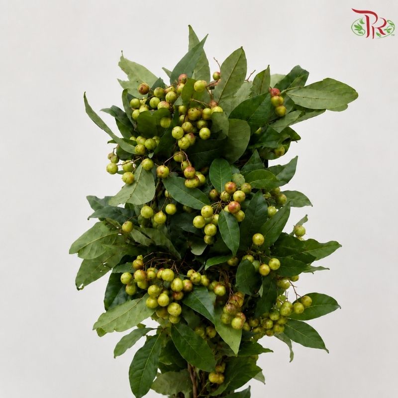 Sapindus saponaria (Soapberry)《 無患子》