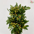 Sapindus saponaria (Soapberry)《 無患子》