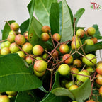 Sapindus saponaria (Soapberry)《 無患子》