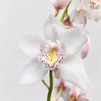 Cymbidium 《兰花属》(8-11 Blooms)