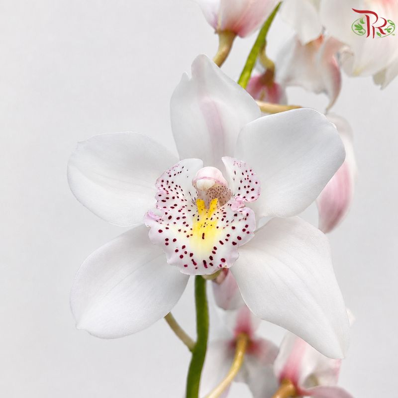 Cymbidium 《兰花属》(8-11 Blooms)