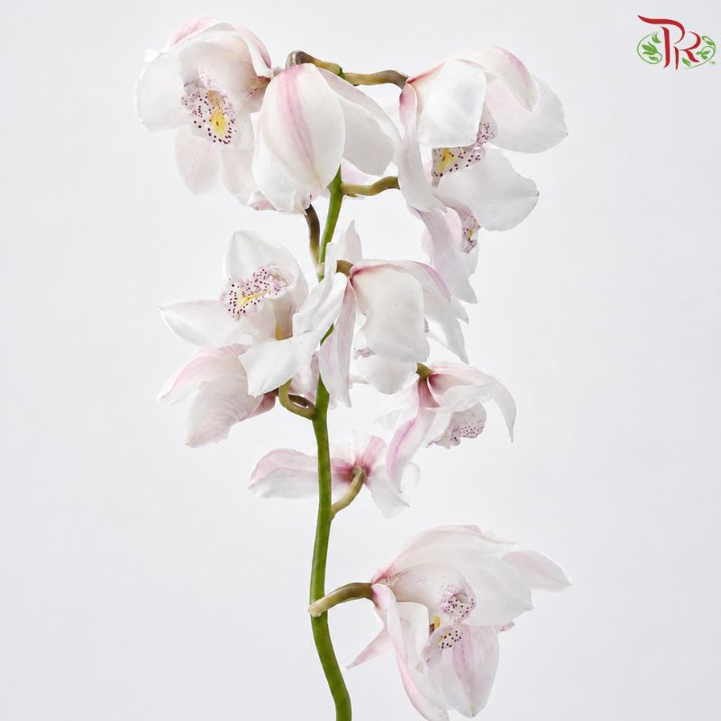 Cymbidium 《兰花属》(8-11 Blooms)
