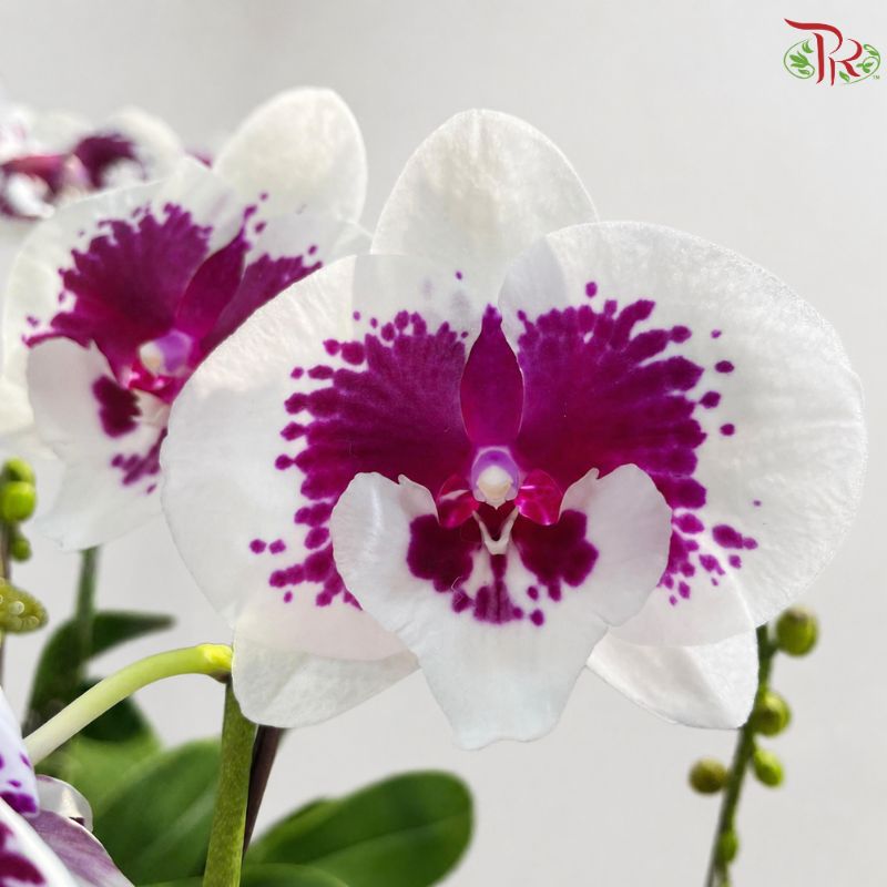 Big Single Stem Phalaenopsis Orchid