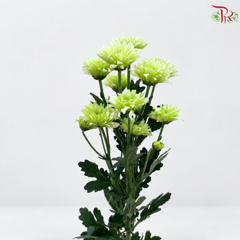 Chrysanthemum Pompom Daisy