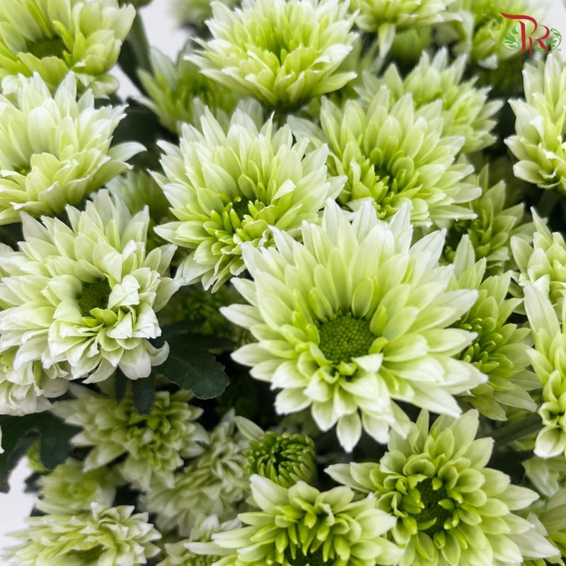 Chrysanthemum Pompom Daisy