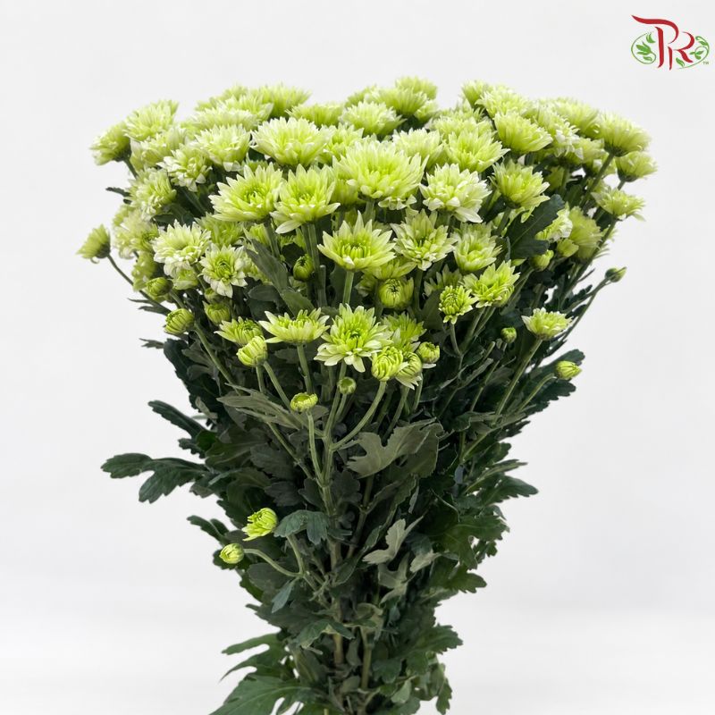 Chrysanthemum Pompom Daisy