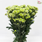 Chrysanthemum Pompom Daisy