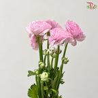 Ranunculus Cloni