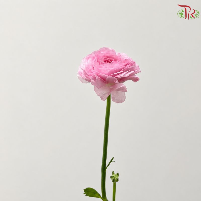Ranunculus Cloni