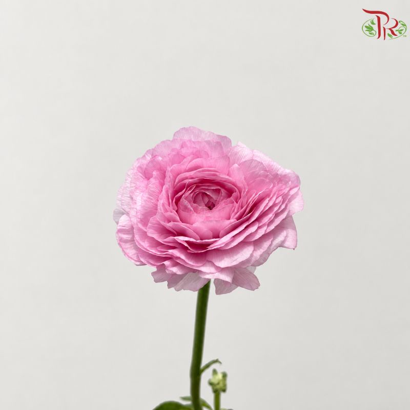 Ranunculus Cloni