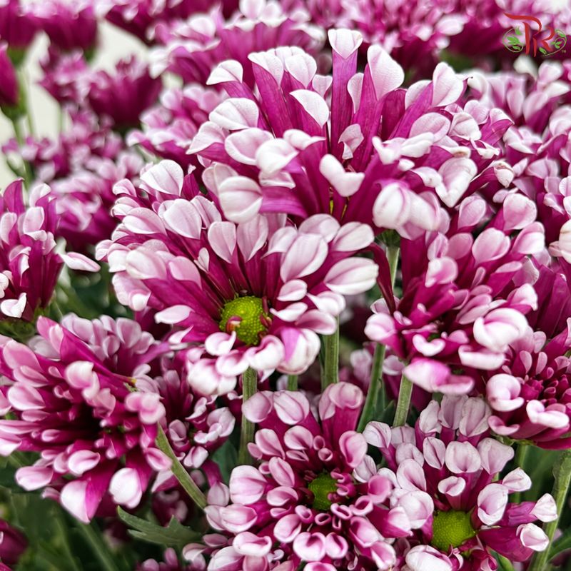 Chrysanthemum Pompom