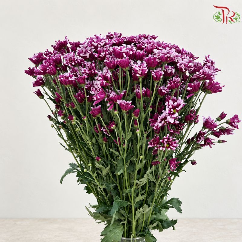 Chrysanthemum Pompom