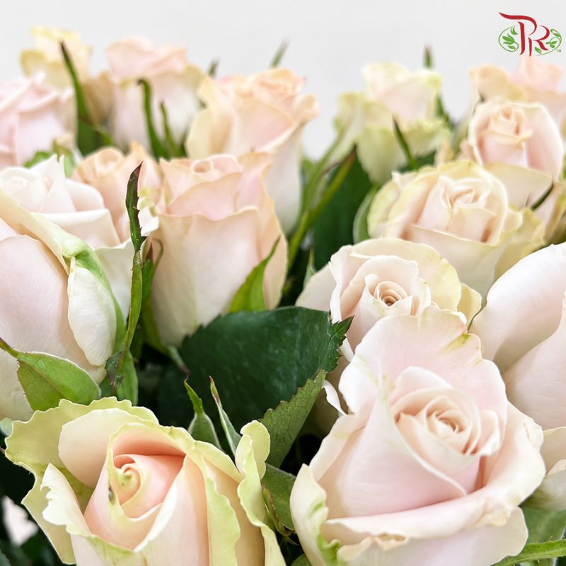 Rose AA