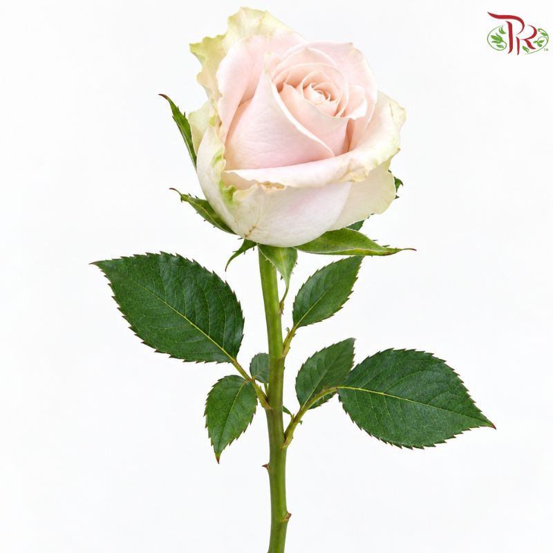 Rose AA