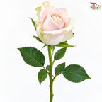 Rose AA