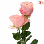 Rose Spray 《多头玫瑰》