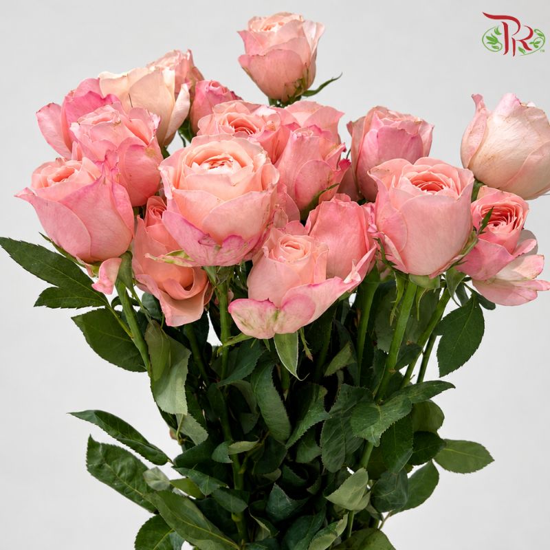 Rose Spray 《多头玫瑰》