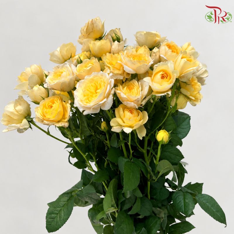 Rose Spray 《多头玫瑰》
