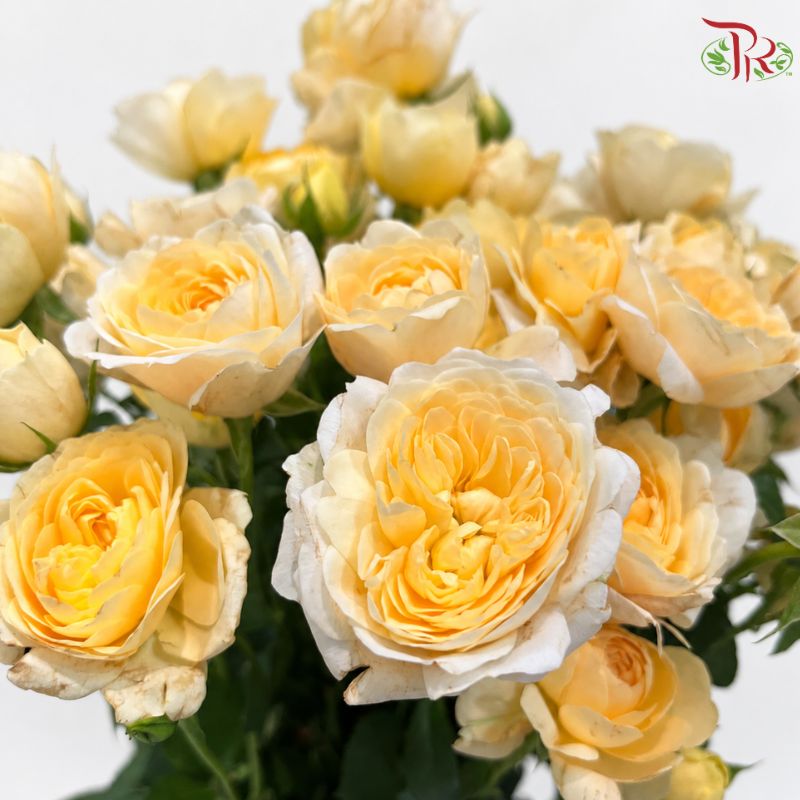 Rose Spray 《多头玫瑰》