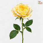 Rose Spray 《多头玫瑰》