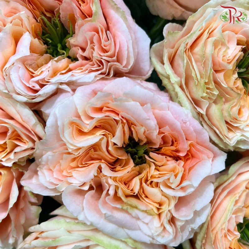 Star Rose Garden
