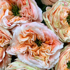 Star Rose Garden