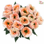 Star Rose Garden
