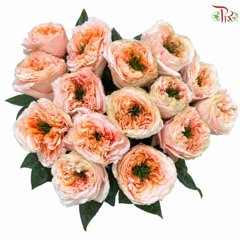 Star Rose Garden