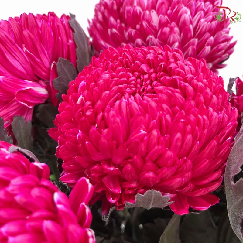 Peony Mum Dyed (Chrysanthemum)