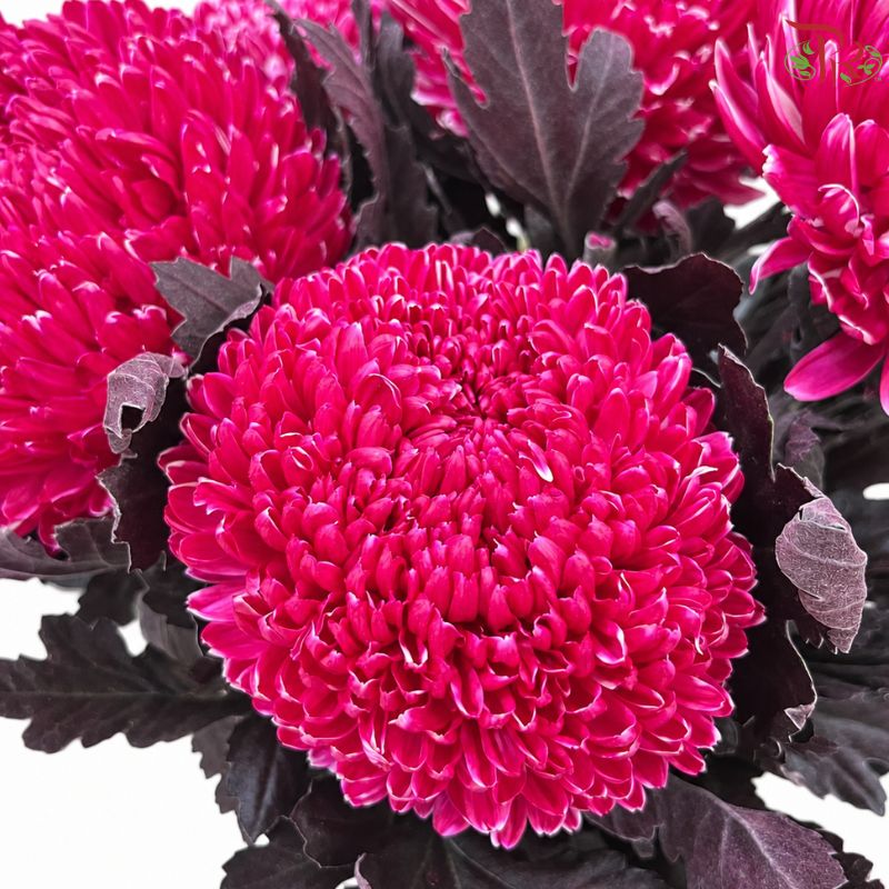 Peony Mum Dyed (Chrysanthemum)