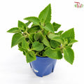 Plectranthus Amboinicus《到手香》