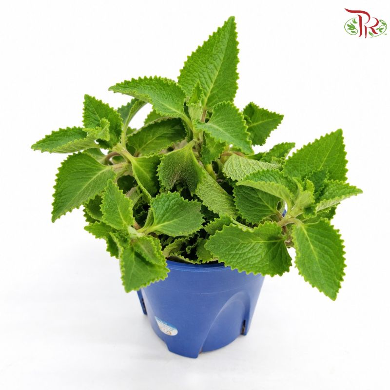 Plectranthus Amboinicus《到手香》