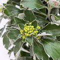 Ajania Fastigiata