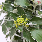 Ajania Fastigiata