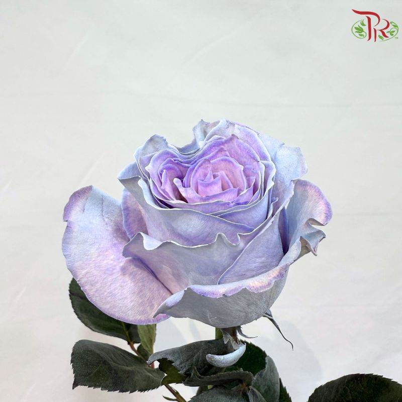 Ceres Rose Dyed Mondial